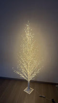 8 FT White Birch Tree Q309