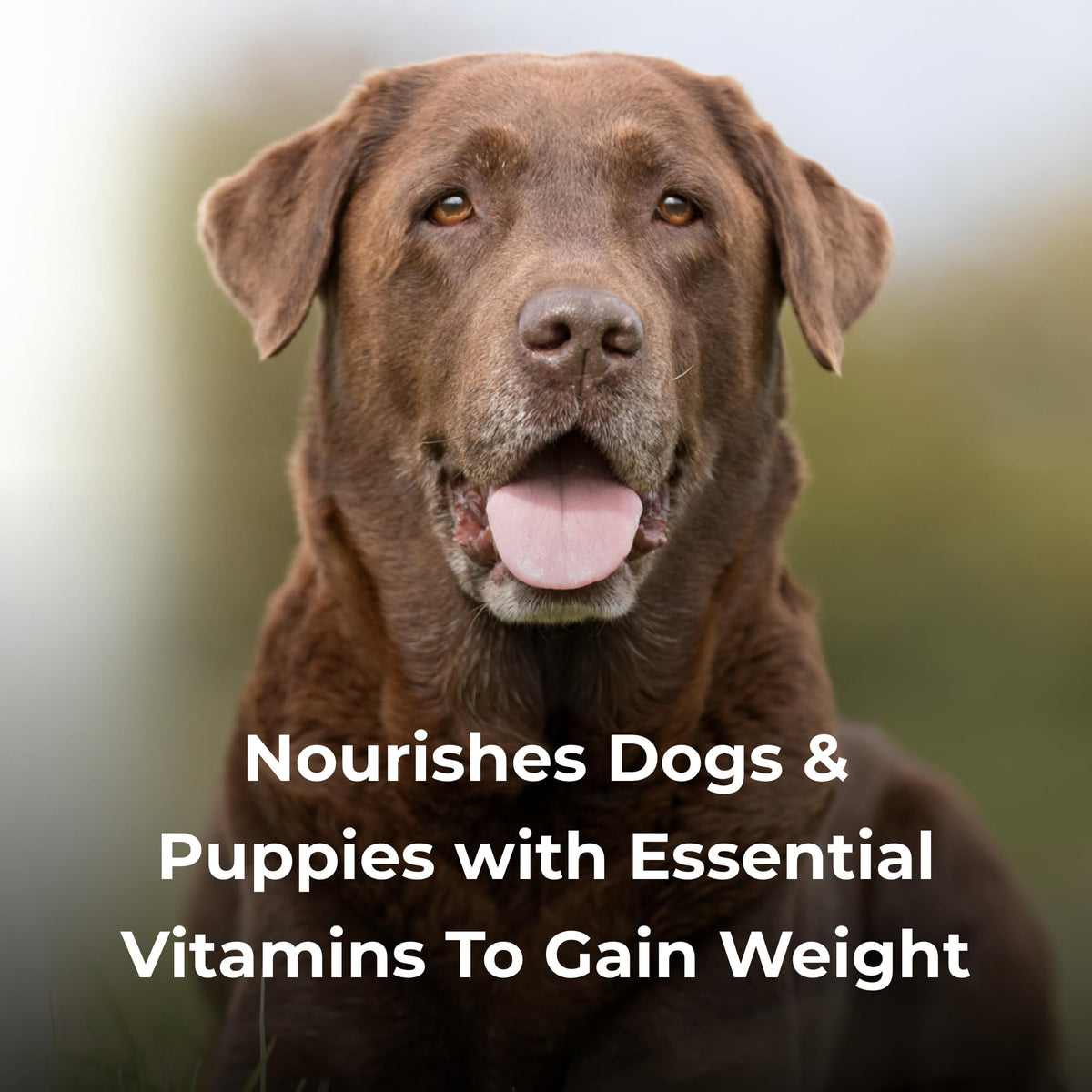 High Calorie Liquid Nutritional Supplement for Dogs & Puppies 16 oz O649